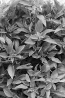 Bay leaf close view background photo