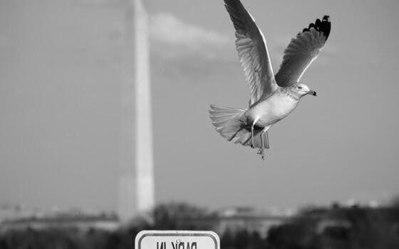 Seagull in Flight Against a Dynamic Sky with Clouds and an Obelisk in the Background photo