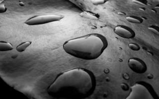 Fluid Dynamics The Intersection of Nature and Automotive in Black-and-White Photography photo