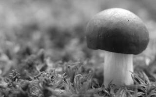 A Serene Natural Landscape Featuring Terrestrial Plants and Wild Mushrooms by Tranquil Waters photo