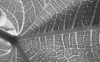 Intricate Symmetry of a Green Leaf A Close-Up in Macro Photography photo