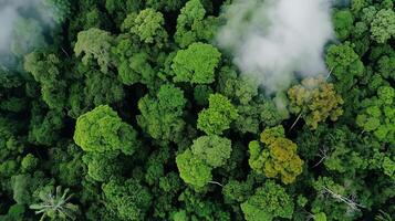 Lush green rainforest canopy viewed from above with fog drifting through trees in a natural paradise photo