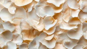 Soft cream-colored flower petals scattered across a surface, creating a delicate and serene atmosphere photo