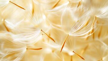 Soft white dandelion seeds float gently through a sunny meadow during a calm summer afternoon photo