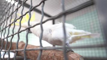 A cockatoo with a ruffled crest. Selective focus on a white cockatoo in a cage. The white parrot shakes its head in different directions. video