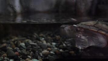 A turtle swims in the water. Pig-nosed turtle or flying river turtle in freshwater in an aquarium. It is also called a two-legged turtle video