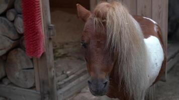 A close-up of the head of an American dwarf horse that stands and wiggles its ears. A miniature horse the size of a small pony. The horse is standing next to the barn video