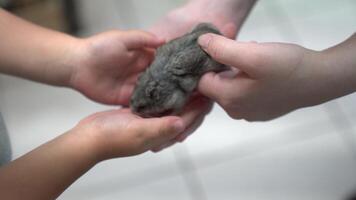 A fluffy Dzungarian hamster in children's hands. A rodent, a funny pet mouse in the hands of a close-up. The concept of caring and loving pets. video