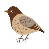 A bird with a brown head and gray body. The bird is standing on a white background. The bird has a curious expression on its face vector
