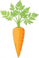 fresh and beautiful carrot vector