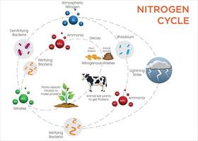 Nitrogen Cycle Diagram Visualizing Nitrogen Flow Through Fixation, Nitrification, and Denitrification vector