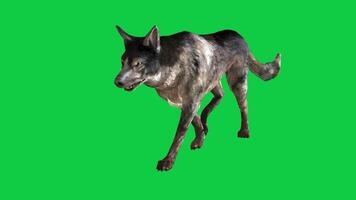 Dog walking front side view loop 3d animation isolated on green screen background video