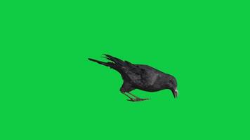 Crow, black bird looking around idle 3d render loop animation isolated green screen background video