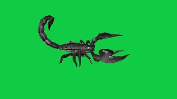 Scorpion walking 3d render loop animation isolated on green screen background video