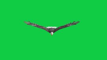 Bald eagle flying front view 3d render loop animation isolated on green screen background video