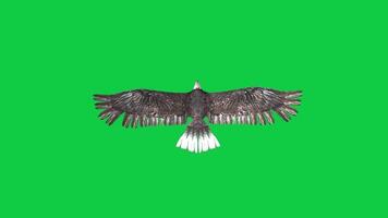 Bald eagle flying top view 3d render loop animation isolated on green screen background video