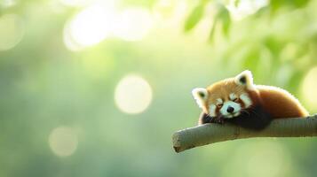 Red panda peacefully resting on a branch in a vibrant green forest setting during daylight hours photo