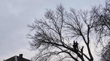A professional arborist cuts a tree branch with a chainsaw in winter. A man on insurance with a helmet, cuffs. Vertical video