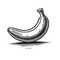A black and white drawing of a banana vector