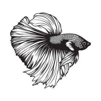 Black and White Betta Fishimage isolated On White Background Stock image vector