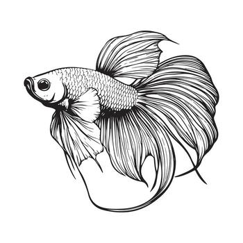 Betta Fish On White Background Stock image vector