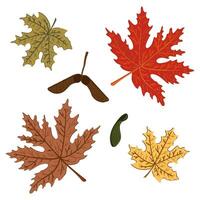 maple leaves and pod colorful autumn set. Forest fall plant vector