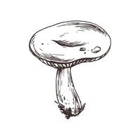 Russula mushroom with stems and bits of earth on them. Line art graphic hand drawn brown ink monochrome. Isolated EPS element illustration vector