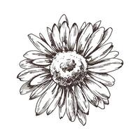 Autumn garden flowers rudbeckia single object. Line art graphic hand drawn brown ink monochrome. Isolated EPS element illustration vector