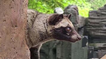 Asian palm civet or locals calls it Musang Pandan or Luwak coffee producer, latin name paradoxurus hermaphroditus, resting on a tree video