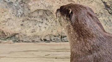 playfully otter on a textured rock, showcasing their natural behavior and the serenity of wildlife in its environment. video