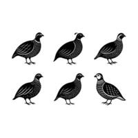Quail Graphic Design File for Creative Projects vector