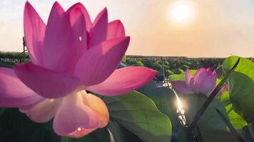 Sunrise in the field of lotuses, Pink lotus Nelumbo nucifera sways in the wind. Against the background of their green leaves. Lotus field on the lake in natural environment. video