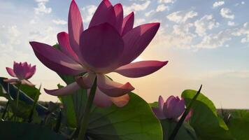 Sunrise in the field of lotuses, Pink lotus Nelumbo nucifera sways in the wind. Against the background of their green leaves. Lotus field on the lake in natural environment. video