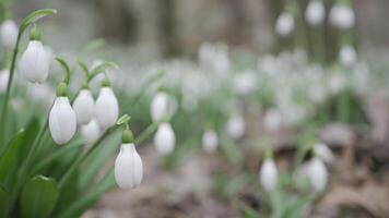 White snowdrops in the early spring in the forest. Beautiful footage of galanthus commonly known as snowdrop. HLG BT.2020 video