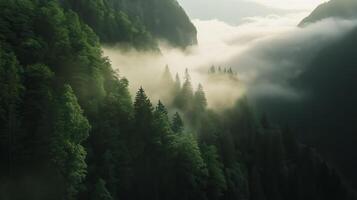 Fog envelops a dense forest valley in the early morning light, creating a tranquil natural landscape photo