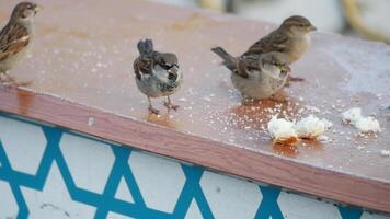 Sparrows actively foraging for food on a textured wooden surface outside video