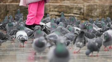 A joyful child plays with a lively flock of pigeons in a park video