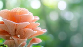 Beautiful cluster of pink mushrooms growing in a lush forest environment during daylight hours photo