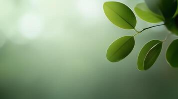 Green leaves gently swaying in a calm environment with soft light creating a serene atmosphere photo