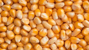 Yellow corn kernels arranged neatly on a light surface showcasing their vibrant color and natural texture photo