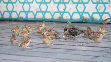 A Flock of Colorful Sparrows Engaging in Feeding Activities on Wet Ground video