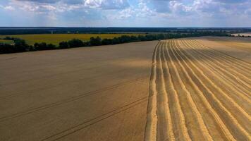 Combine harvesting field in summer. Aerial view of combine harvester working in golden wheat field video
