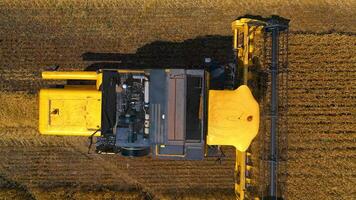 Agriculture machine working in wheat field. Top down view of combine harvester agricultural machine collecting golden ripe wheat on the field video