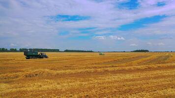 Agriculture from drone view. Aerial drone view of harvesting wheat field video