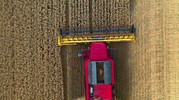 Harvester machine works in field. Agricultural combine machine harvesting wheat field video