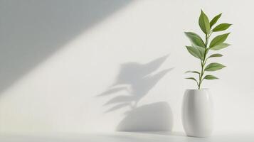minimalist white vase with green plant casting shadow on white background photo