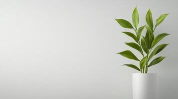 minimalist white background with green plant in white pot photo