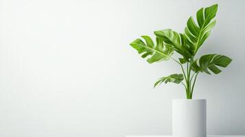 potted plant with large green leaves on white background, minimalistic style photo