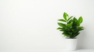 potted green plant against simple white background, minimalistic style photo