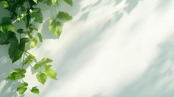 Green ivy leaves casting shadows on light wall, creating serene and minimalistic summer background photo
